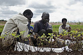 Harvesting groundnuts at an agricultural research station in Malawi