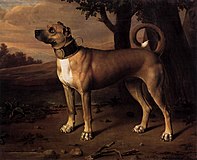 A "chamber dog" with a gilded collar, Brandenburg (Germany), 1705