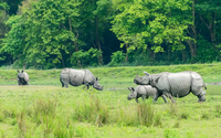 Rhinos grazing in the grassland of Kaziranga