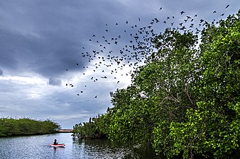 Mangrove forests host many bird species with generalised foraging niches
