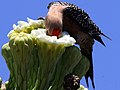 Male seeks nectar from a Saguaro flower