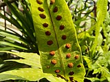 Sorus of monarch fern, with sporangium