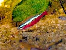 A slender fish, seen from the side, with its head at the lower left and its tail at the upper right. The fish is a deep red, with a light, glowing blue stripe running from its eye to the base of its tail. The background is a brownish gravel with a mossy green plant.