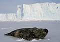 Image 33Weddell seals (Leptonychotes weddellii) are the most southerly of Antarctic mammals. (from Southern Ocean)