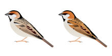 Sandy and reddish males of two subspecies