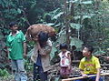 Thai villagers harvesting large, medicinal root tuber of Stephania venosa.