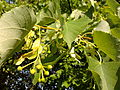 Linden leaves and tree