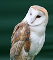 Barn owl, weakly spotted