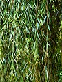 Pendulous branchlets of Salix babylonica