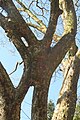 U. lamellosa branching