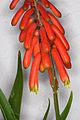 Aloe ciliaris ssp. tidmarshii