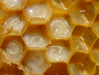 Honeybee larvae have flexible but delicate unsclerotised cuticles.