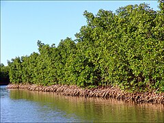 Mangrovenwald an Ufern