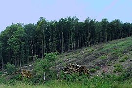 Bild 11: Bewirtschaftung des Waldes