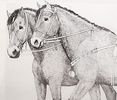 Horse harness, illustration
