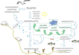 Interactions between marine microorganisms and microplastics[39]