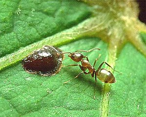 The Argentine ant (Linepithema humile) is an invasive species, thought to live in "mega-colonies"; one in Europe is stretching 6,000 km along the Mediterranean coast