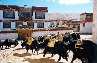 Train of pack yaks at Litang monastery in Garzê Tibetan Autonomous Prefecture, Sichuan, China