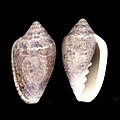 Marginella broderickae South East Cape South Africa