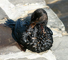 A duck coated in oil sits on a stone wall with its head turned to the side and the tip of its bill resting on its feathers.