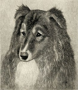 Queen Victoria's favourite Collie, engraving after Fairman, 1915