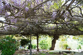 Der größte Blauregen der Welt in Sierra Madre (Kalifornien). Diese Chinesische Wisteria wurde um 1890 gepflanzt und bedeckt 4000 m².