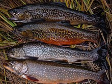 Photo of four trout lying in grass