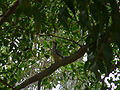 Rotschnabeltoko Red-billed Hornbill