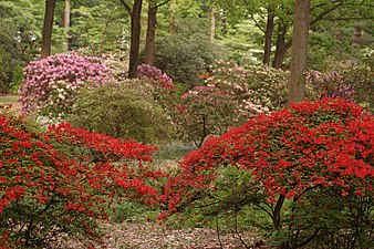 Example rhododendrons from the Wister Rhododendron Collection