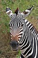 Plains zebra portrait