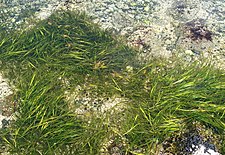 Zostera seagrass grows on the seabed in sheltered coastal waters.