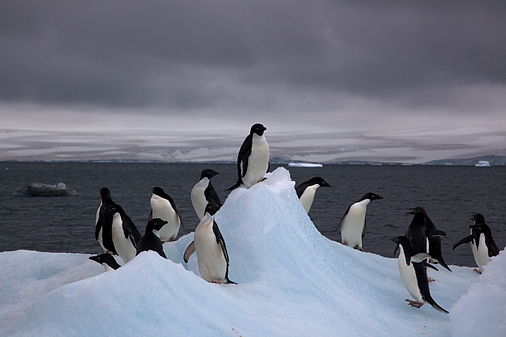 Adélie penguins (created by Jason Auch; nominated by Brandmeister)