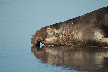 Male northern elephant seal snout