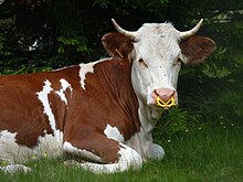 A calf with a nose ring to prevent it from suckling, usually to assist in weaning