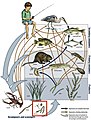 Image 2Example of a river food web. Bacteria can be seen in the red box at the bottom. Bacteria (and other decomposers, like worms) decompose and recycle nutrients back to the habitat, which is shown by the light blue arrows. Without bacteria, the rest of the food web would starve, because there would not be enough nutrients for the animals higher up in the food web. The dark orange arrows show how some animals consume others in the food web. For example, lobsters may be eaten by humans. The dark blue arrows represent one complete food chain, beginning with the consumption of algae by the water flea, Daphnia, which is consumed by a small fish, which is consumed by a larger fish, which is at the end consumed by the great blue heron. (from River ecosystem)