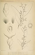 "botanical illustration"