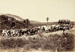 Ox-wagon hauling wool, New Zealand c. 1880