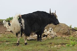 Domestic yak (Bos grunniens)