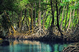 Mangroves in Los Haitises National Park