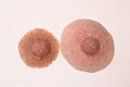 Examples of custom nipple prostheses