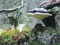 Perennial conk of Fomitopsis pinicola on spruce