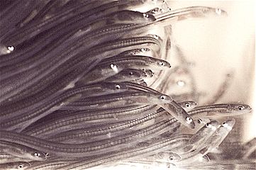 Glass eels at the transition from ocean to fresh water