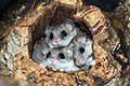 Graphiurus sp. (probably murinus) – three males in a knot-hole