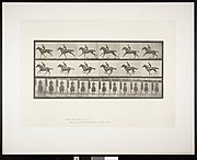 photogravure print of three rows of photographs of a horse running