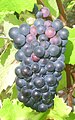 Pinot Noir, a black grape used for the production of white wine