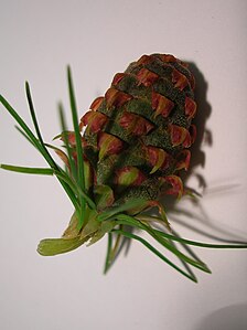 Developing seed cone in detail.