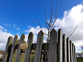 A small lime tree in a wood cage against a blue winter sky with a plaque attached to the cage
