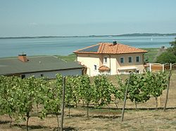 Germany's northernmost vineyard in Loddin (Usedom Island)