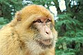 A macaque in the forest of Azrou