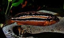 Female golden mbuna (Melanochromis auratus)